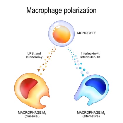 macrophage-polarization